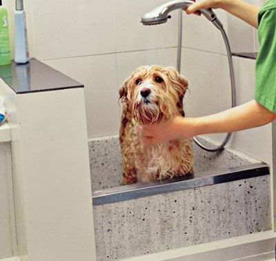 How to Choose a Right Dog Shampoo ?